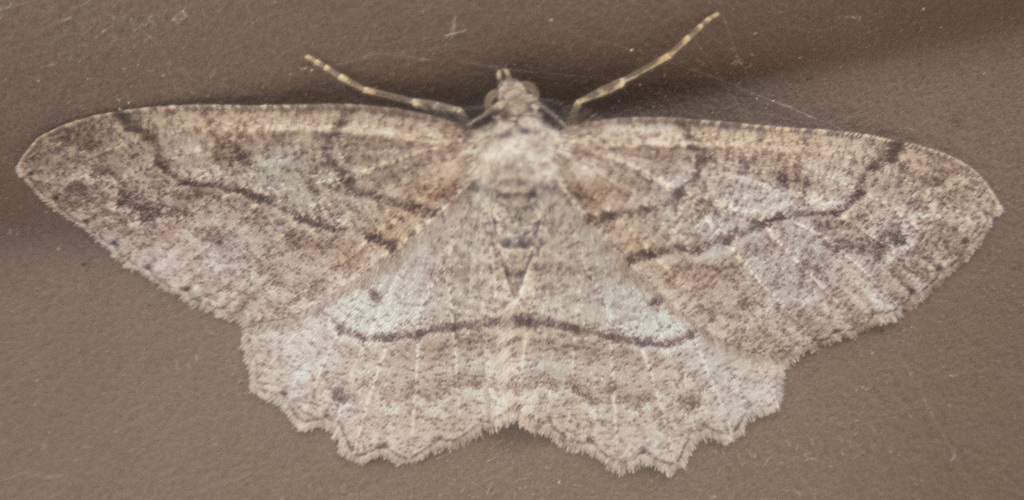 Brown-lined Looper