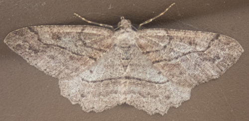 Brown-lined Looper