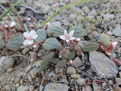 Claytonia crawfordii