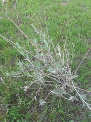 Corethrogyne filaginifolia