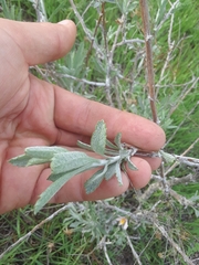 Corethrogyne filaginifolia