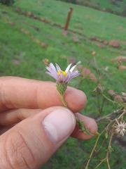 Corethrogyne filaginifolia