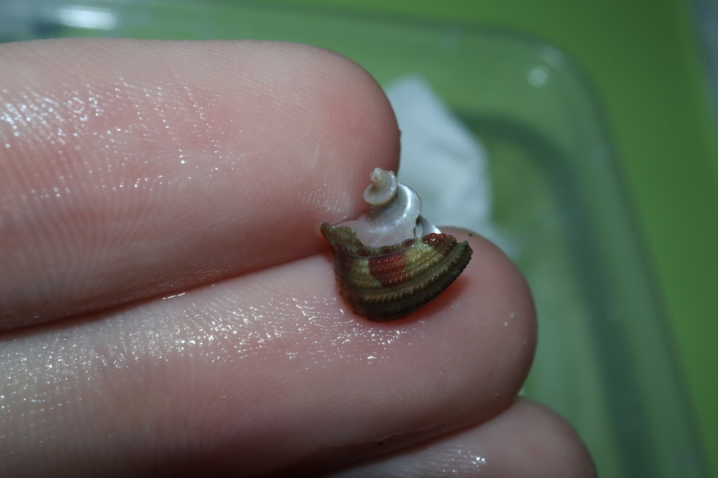 Clanculus clangulus from Port Macquarie-Hastings - Pt B, AU-NS, AU on ...