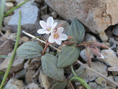 Claytonia crawfordii
