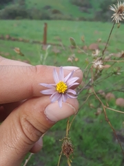 Corethrogyne filaginifolia