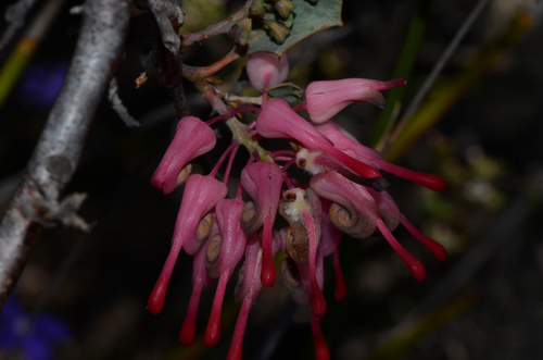 Image of Grevillea insignis by (c) James (Jim) Duggan, some rights reserved (CC BY-SA)