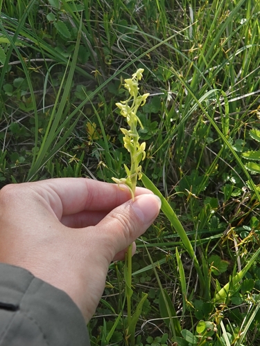 Aleutian bog orchid (Platanthera tipuloides)