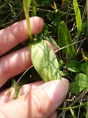 Image of Platanthera tipuloides by (c) Валерия Ковалева, some rights reserved (CC BY)