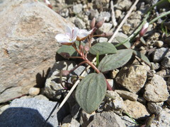 Claytonia crawfordii