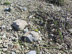 Claytonia crawfordii