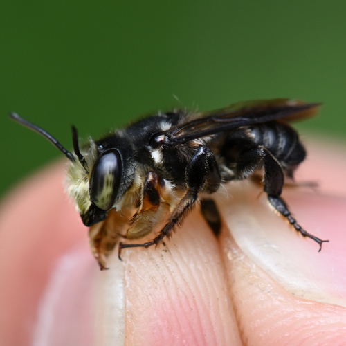 Megachile nigripennis