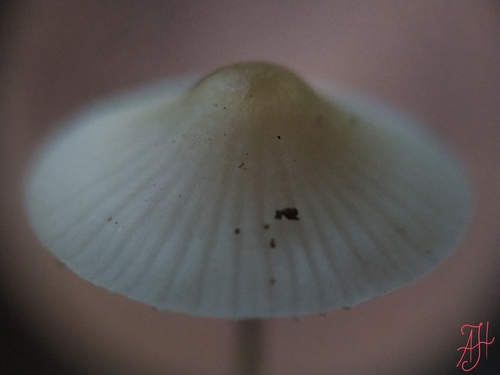 Snapping Bonnet