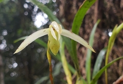 Maxillaria acuminata