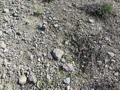 Claytonia crawfordii