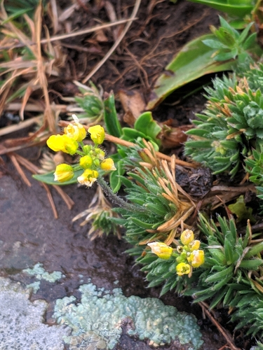 Draba bruniifolia