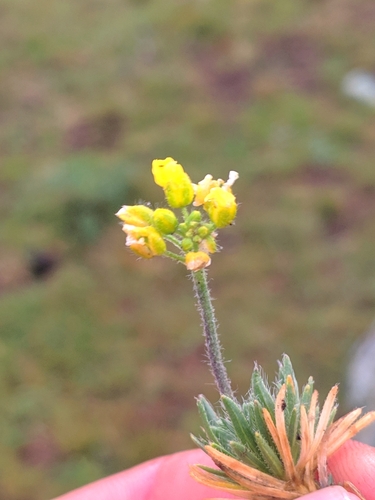 Draba bruniifolia, photograph 2