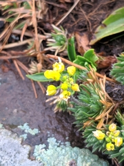 Draba bruniifolia, photograph (c) Denys Vynokurov, some rights reserved (CC BY)