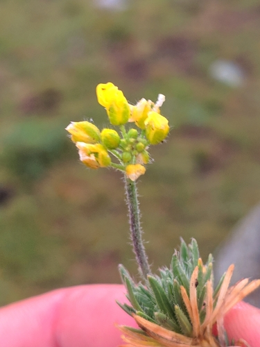 Draba bruniifolia, photograph 4