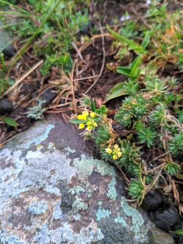Draba bruniifolia, photograph 5