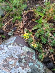 Draba bruniifolia, photograph (c) Denys Vynokurov, some rights reserved (CC BY)
