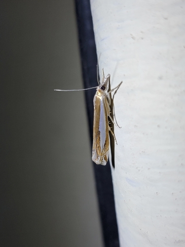 Common Grass-veneer photo 6