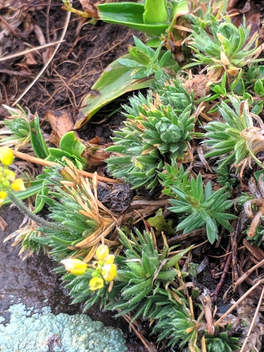 Draba bruniifolia, photograph 6