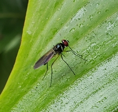 Tanypezidae