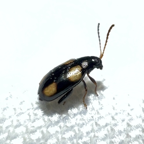 Phyllotreta conjuncta