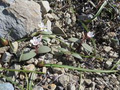 Claytonia crawfordii