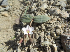 Claytonia crawfordii
