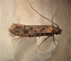 Lindera tessellatella