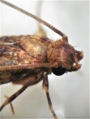 Lindera tessellatella