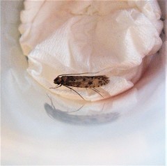 Lindera tessellatella