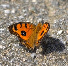 Junonia almana almana