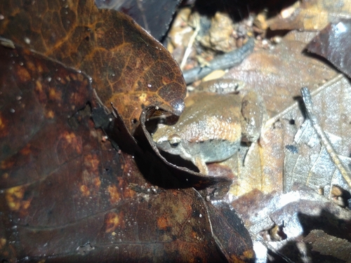 Mukhlesur's Narrow-mouthed Frog