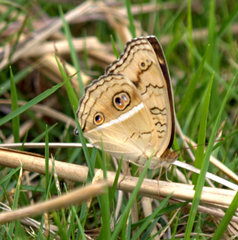 Junonia almana almana