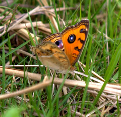 Junonia almana almana