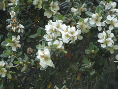 Eucryphia cordifolia