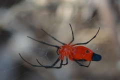 Leucauge licina