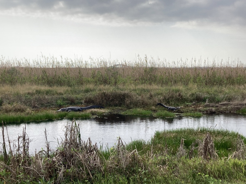 American Alligator from Cameron Parish, LA, USA on December 31, 2021 at