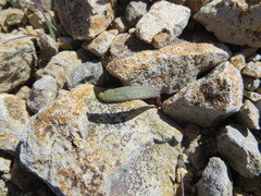 Claytonia crawfordii