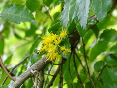 Azara serrata