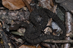 Mao-Lan Pitviper photo 3