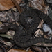 Mao-lan Pitviper - Photo (c) 墨湖布清蛇, some rights reserved (CC BY-NC), uploaded by 墨湖布清蛇