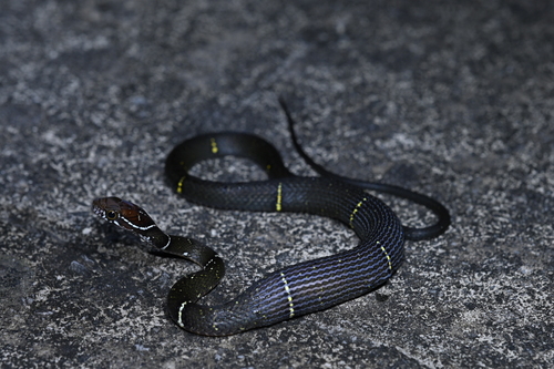 Photo of a Mount Omei Keelback (Hebius optatus)