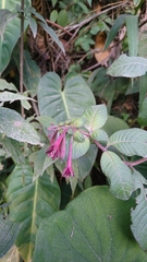 Fuchsia nigricans