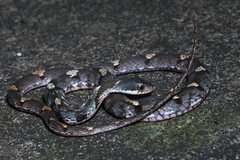 Chinese Bamboo Snake photo 2