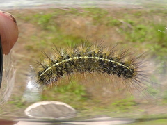 Apantesis nevadensis