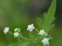Parthenium hysterophorus