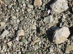 Claytonia crawfordii